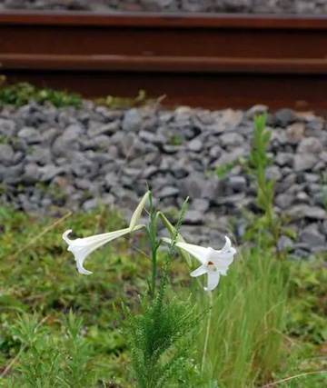 20110824Flower1.jpg