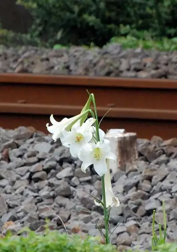 20110824Flower2.jpg
