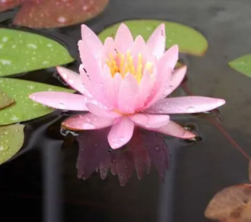 20110825Flower2.jpg