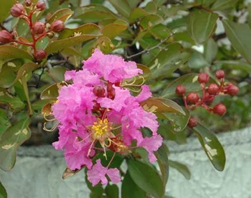20110826Flower1.jpg