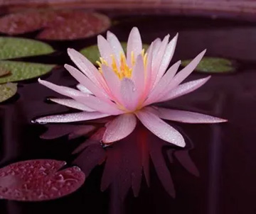 20110827Flower1.jpg