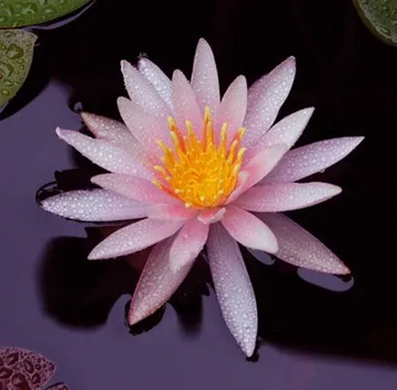 20110827Flower2.jpg
