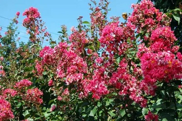 20110910Flower2.jpg
