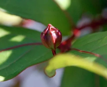 20110911Flower1.jpg