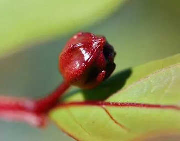 20110911Flower3.jpg