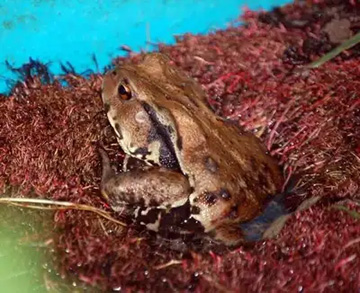 20110912Frog.jpg