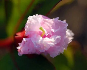 20110923Flower1.jpg