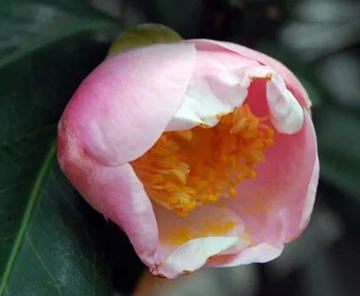 20111020Flower1.jpg