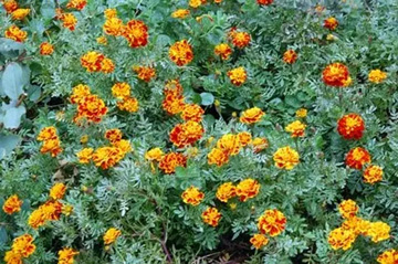 20111020Flower2.jpg