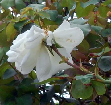 20111020Flower6.jpg