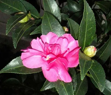 20111104Flower1.jpg