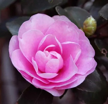 20111107Flower2.jpg
