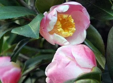 20111107Flower3.jpg