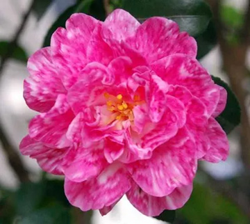 20111115Flower1.jpg