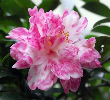 20111115Flower2.jpg