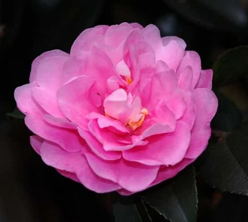 20111115Flower3.jpg