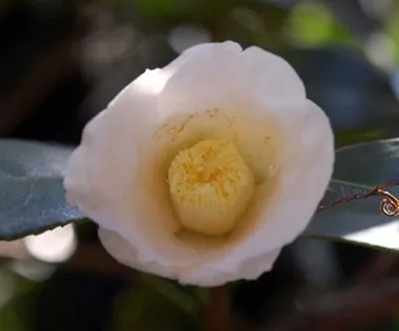 20111121Flower1.jpg