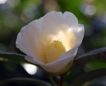 20111121Flower2.jpg
