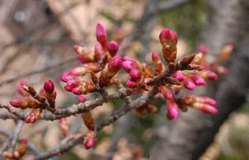20120312Flower1.jpg