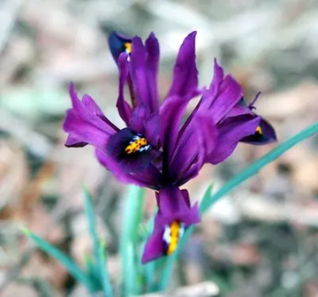 20120312Flower3.jpg
