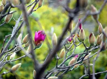 20120324Flower5.jpg
