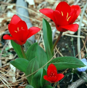 20120325Flower1.jpg